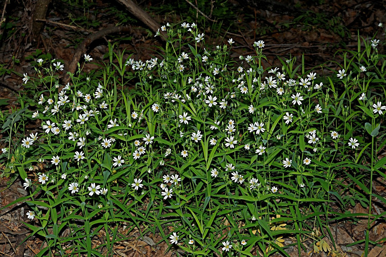 Изображение особи Stellaria holostea.