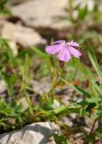 Dianthus versicolor. Цветок. Республика Саха (Якутия), Хангаласский улус, левый берег р. Сиинэ (Синяя), склон юго-западной экспозиции, каменистая осыпь. 24.07.2023.