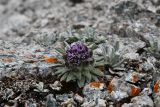 Saussurea gnaphalodes