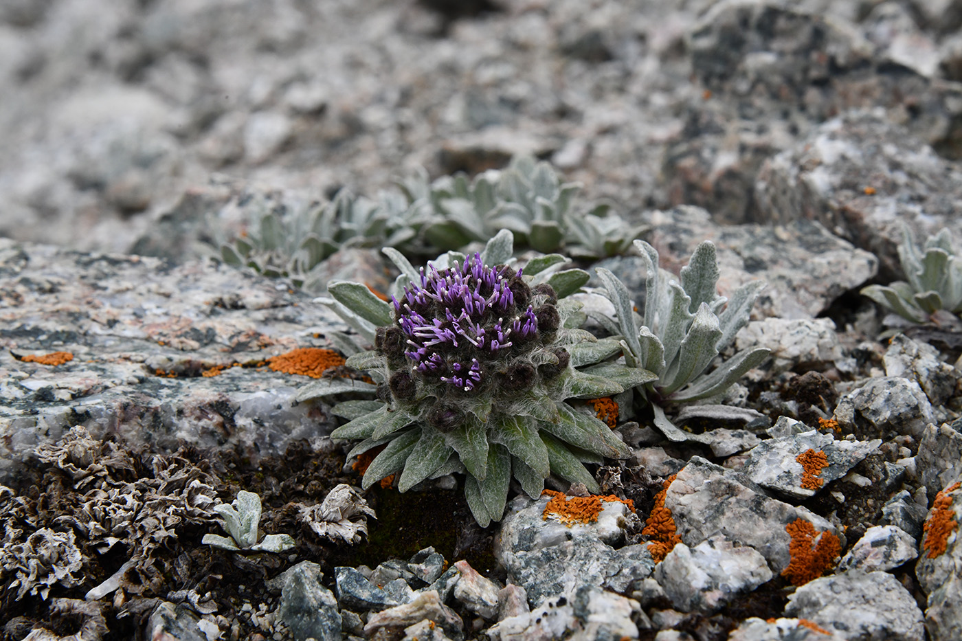 Image of Saussurea gnaphalodes specimen.