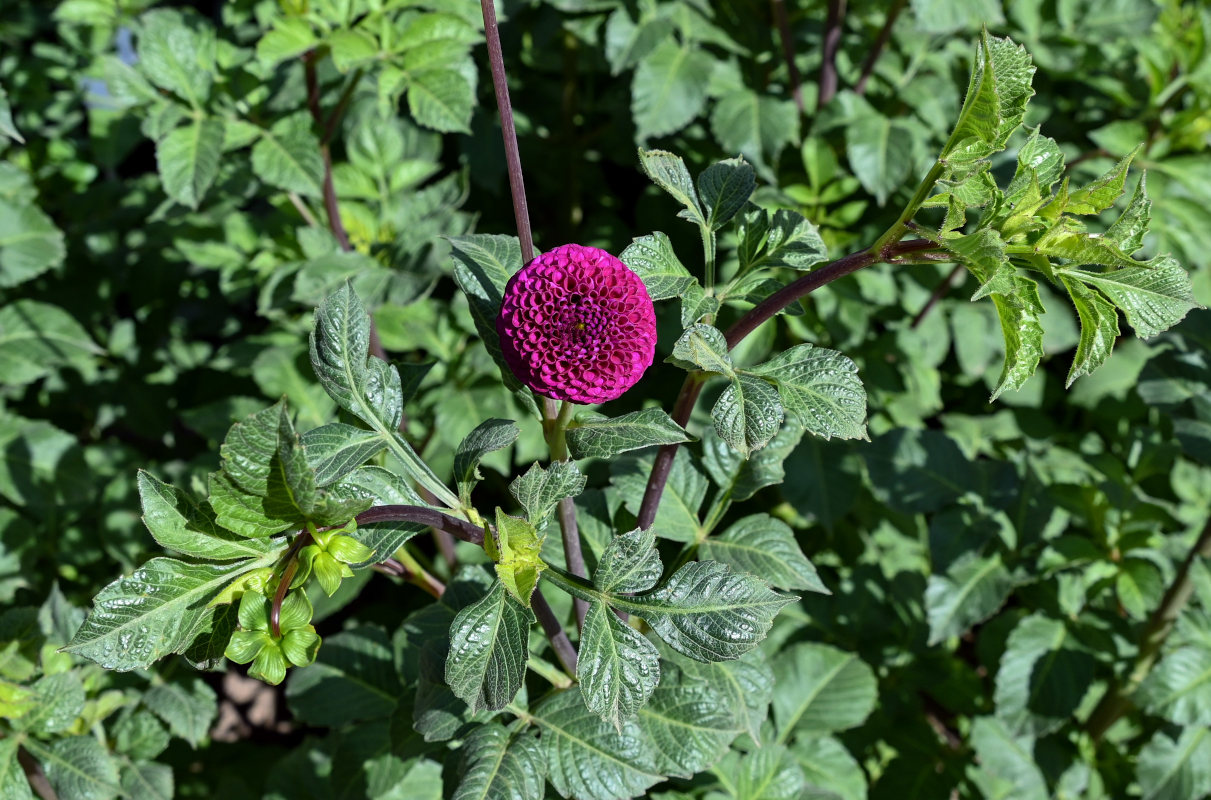 Image of Dahlia &times; cultorum specimen.