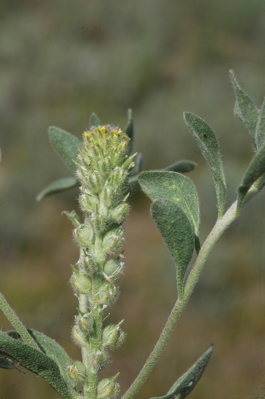 Image of Alyssum dasycarpum specimen.