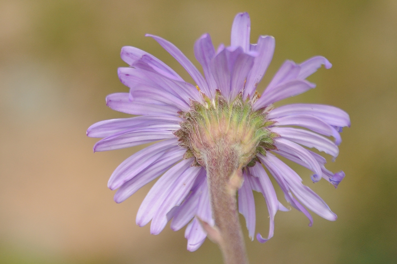 Image of Aster vvedenskyi specimen.