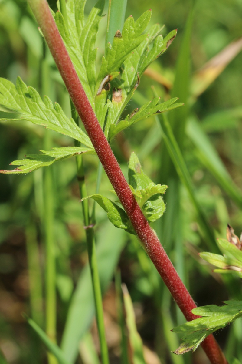 Image of Potentilla intermedia specimen.