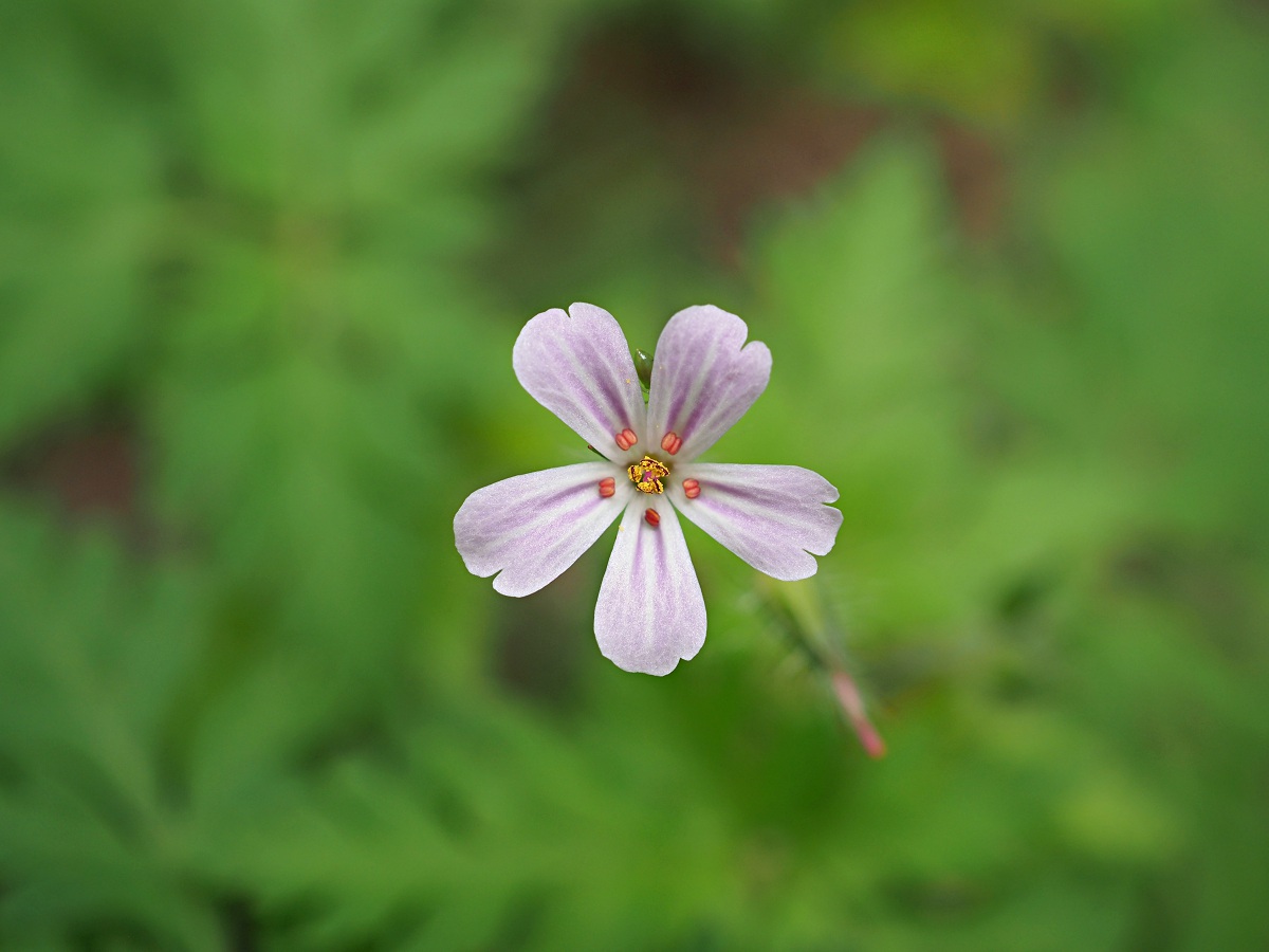 Image of Geranium robertianum specimen.