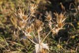 Eryngium giganteum. Верхушка высохшего растения с соплодиями. Краснодарский край, Апшеронский р-н, окр. пос. Отдалённый, гора Черногор, выс. ок. 1750 м н.у.м., субальпийский луг. 04.10.2020.