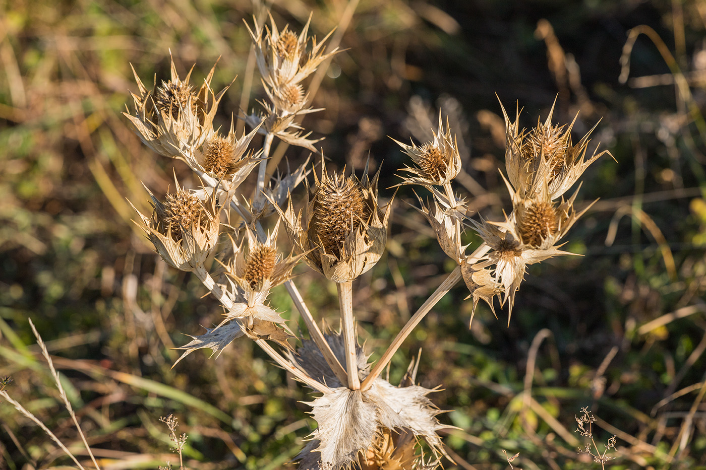 Image of Eryngium giganteum specimen.