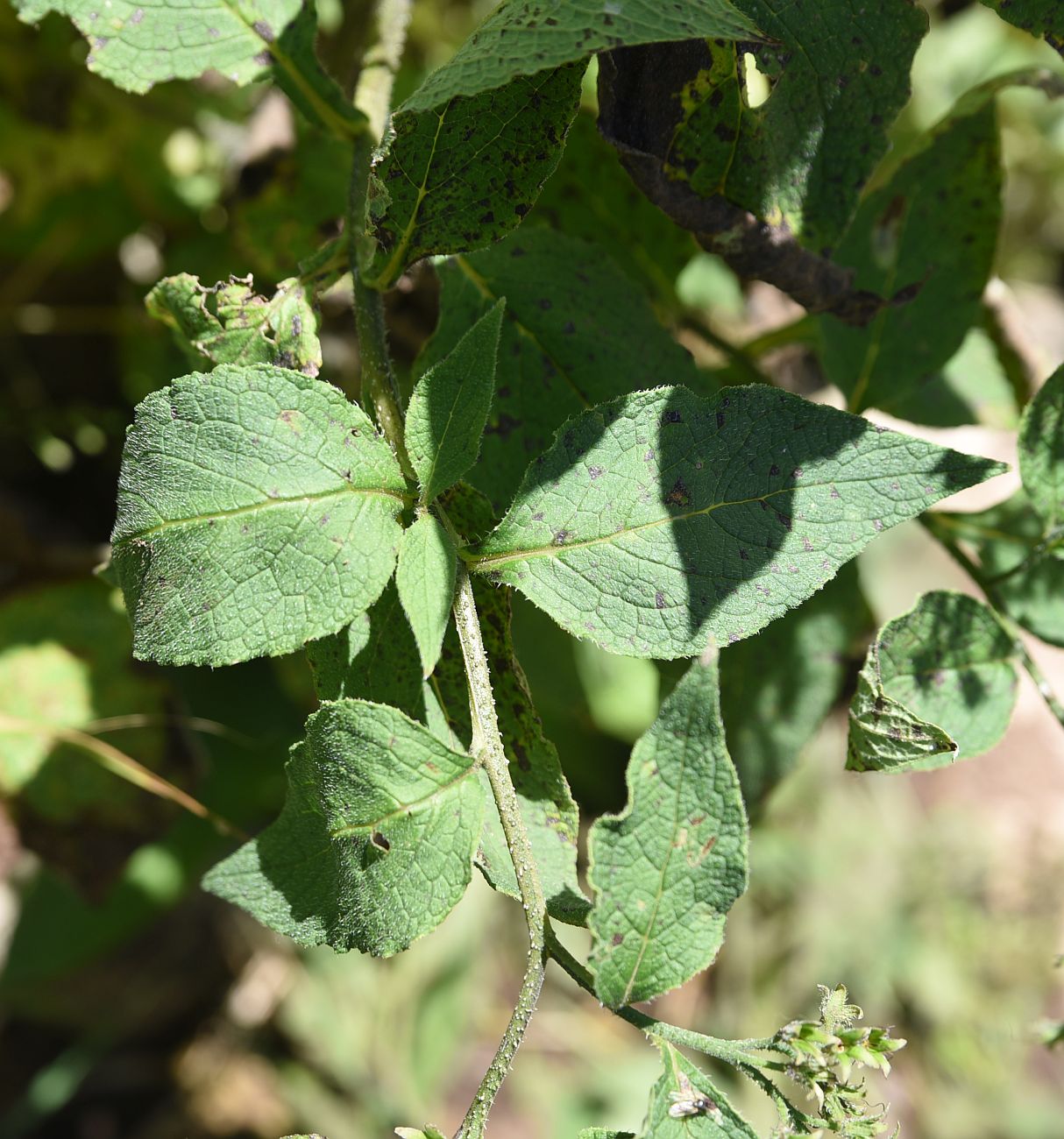 Изображение особи Symphytum officinale.