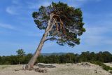Pinus sylvestris. Взрослое дерево. Иркутская обл., оз. Байкал, о. Ольхон, Сарайский пляж, дюнные пески недалеко от берега озера. 29 июля 2023 г.