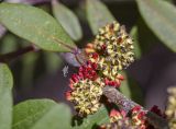 Pistacia lentiscus