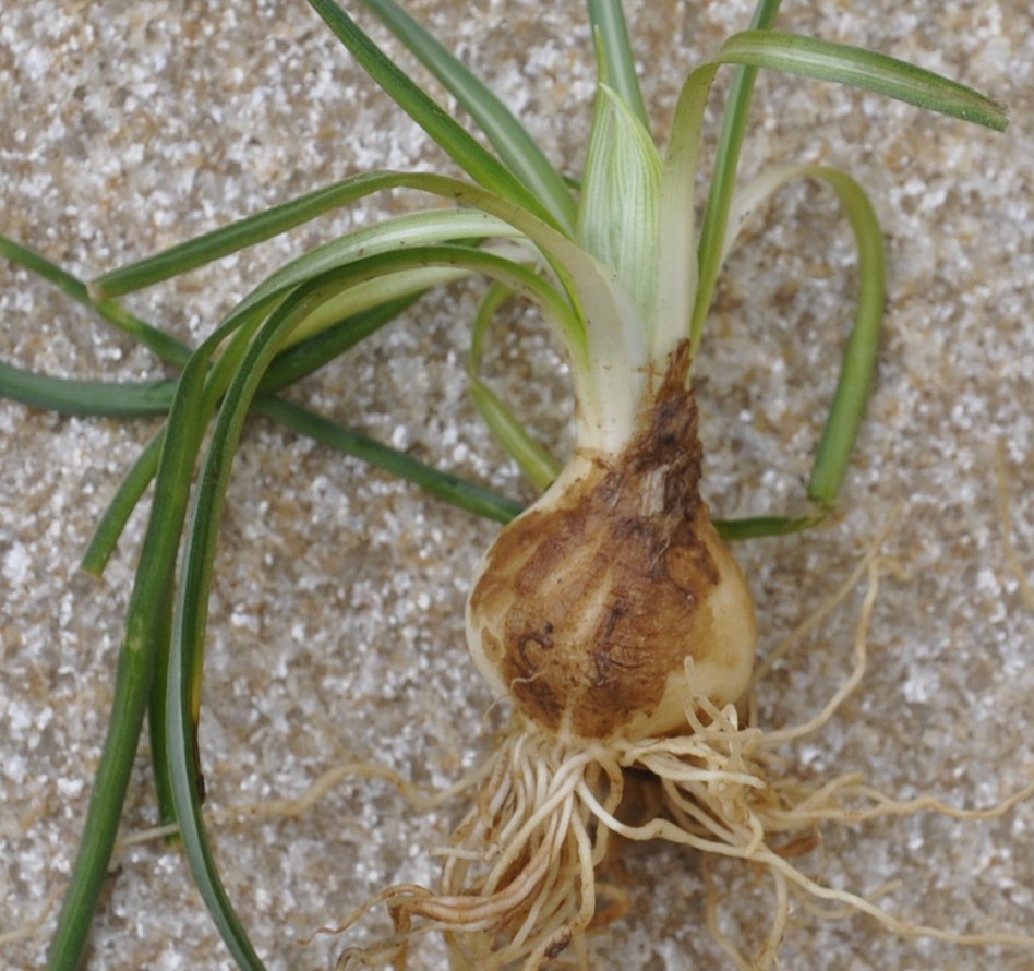 Image of genus Ornithogalum specimen.
