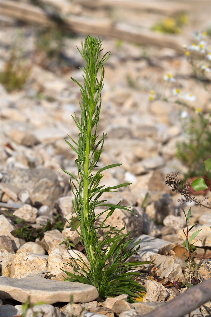 Image of Conyza canadensis specimen.