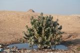Calotropis procera. Расцветающее растение. Египет, мухафаза Эль-Гиза, окр. г. Саккара, каменисто-песчаная пустыня. 03.01.2024.