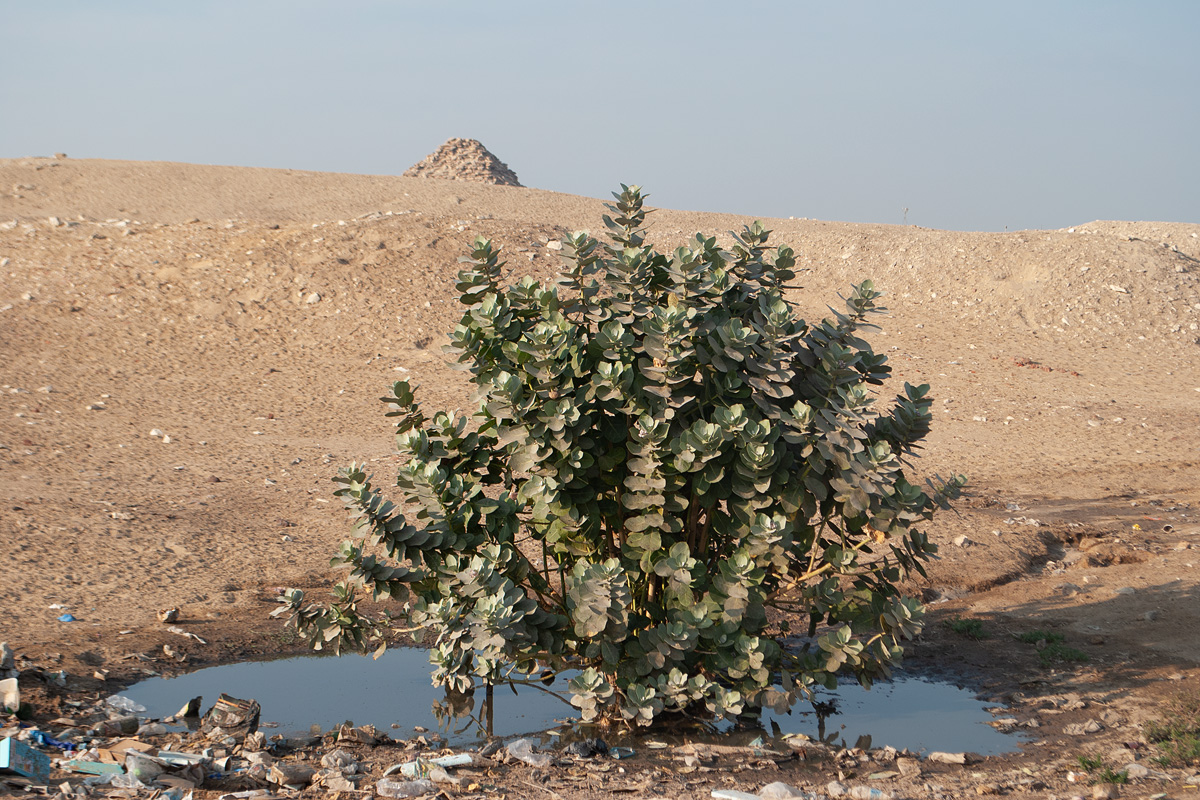 Image of Calotropis procera specimen.