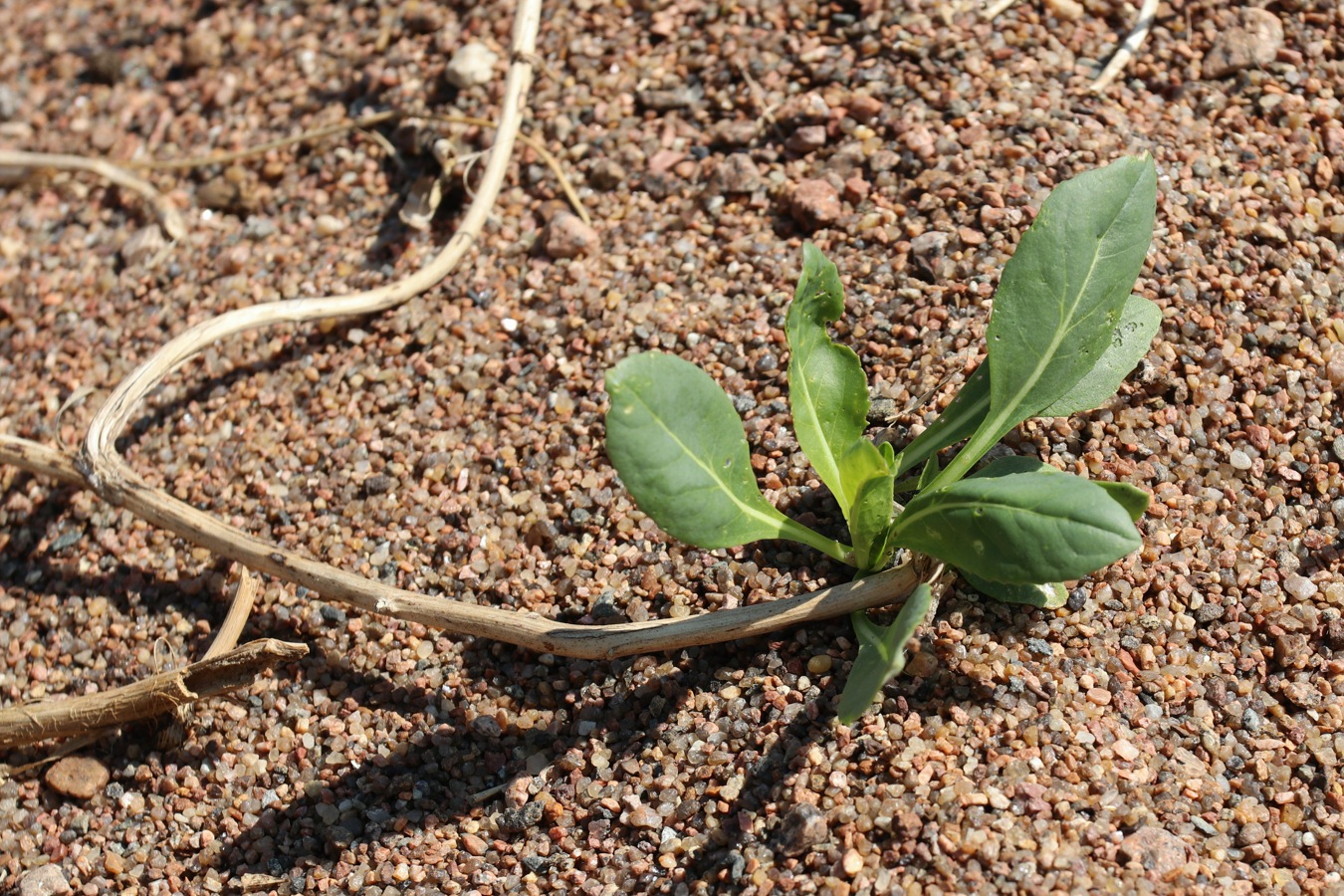 Image of Isatis tinctoria specimen.