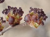 Ulmus japonica. Соцветия. Хабаровский край, окр. г. Комсомольск-на Амуре, край сырого луга. 02.05.2024.