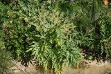 Heracleum grandiflorum. Плодоносящее растение. Кабардино-Балкария, Эльбрусский р-н, окр. водопада Медвежий, нижняя часть травянистого склона, у воды ручья Медвежий. 28 августа 2023 г.