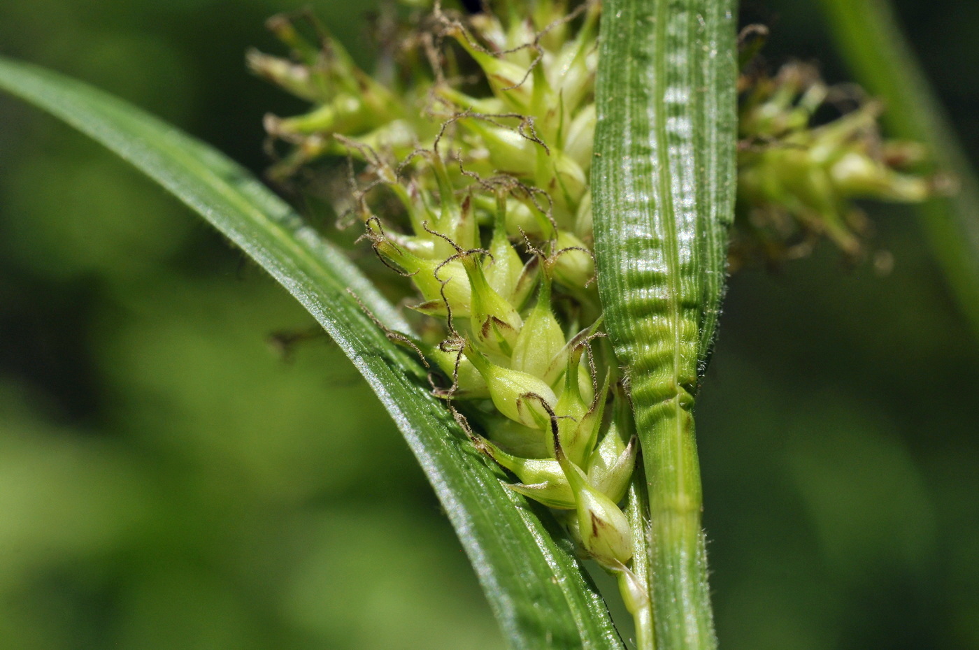 Image of Carex sordida specimen.