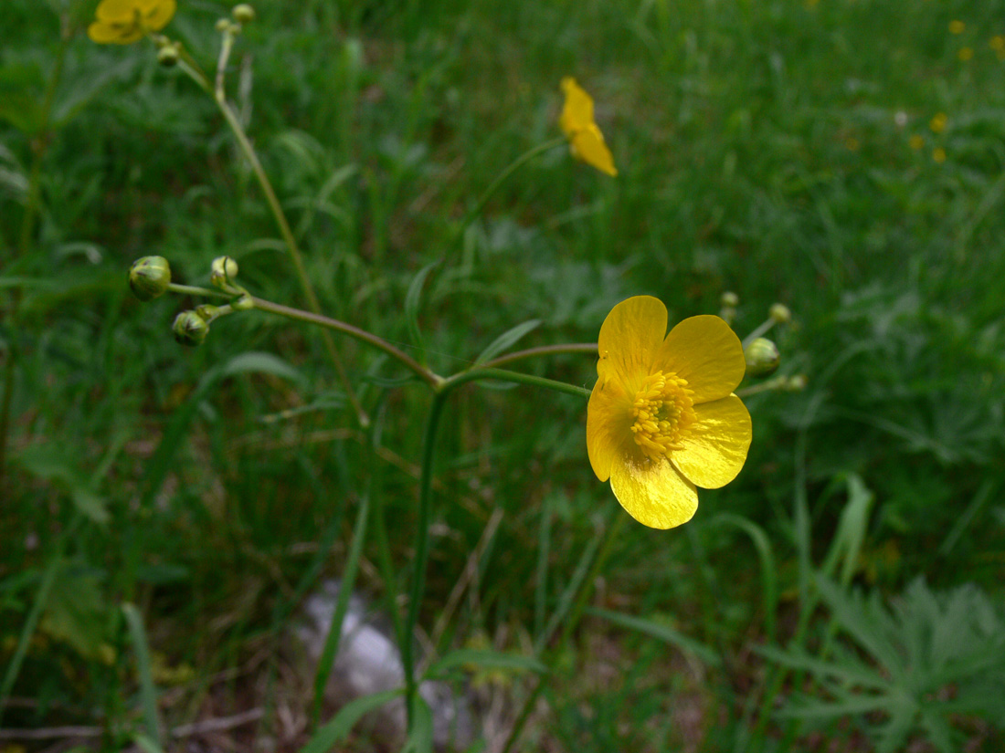 Изображение особи Ranunculus acris.