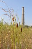Typha laxmannii. Верхушки растений с соплодиями. Крым, Севастополь, пустырь (недостроенная парковая зона). 21.07.2024.