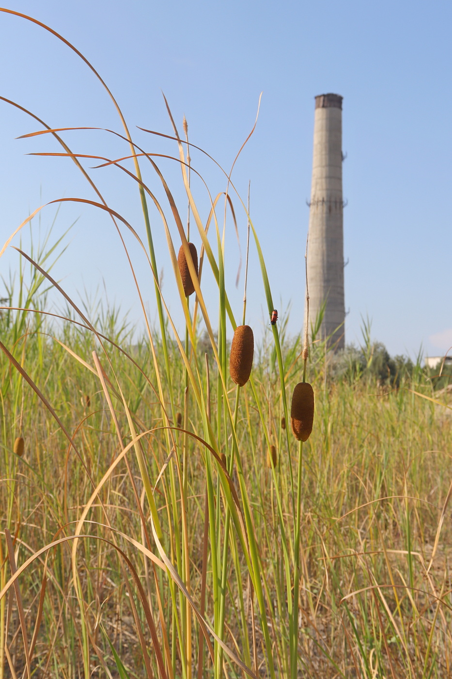 Image of Typha laxmannii specimen.