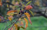 Frangula alnus