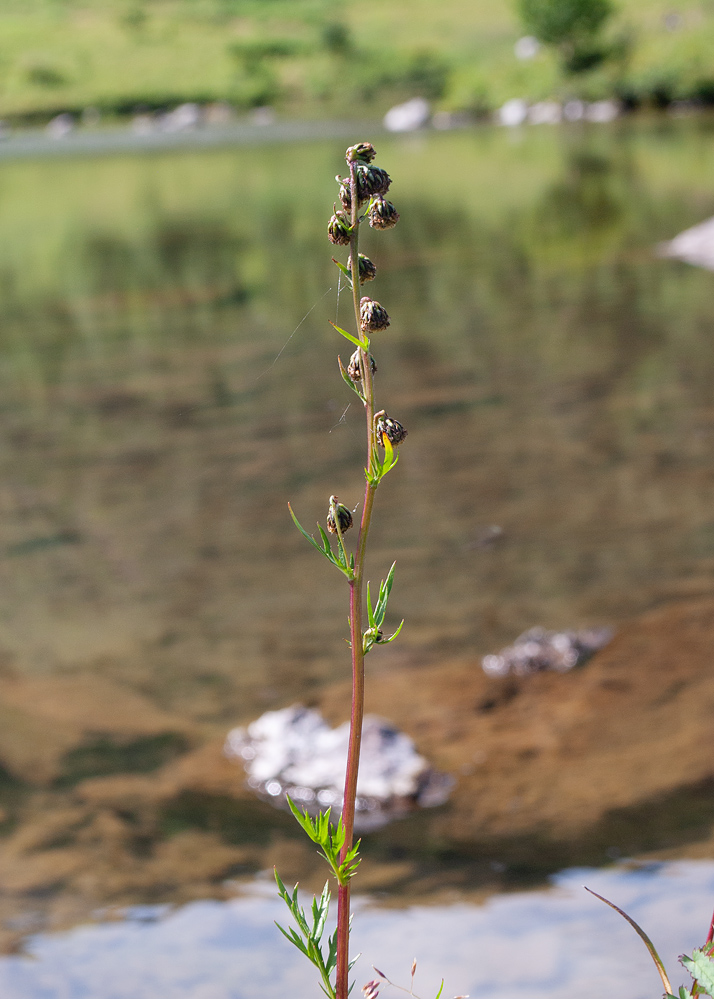 Image of Artemisia arctica specimen.