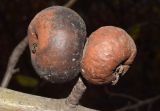 genus Malus. Перезрелые плоды. Узбекистан, г. Ташкент, Ботанический сад им. Ф.Н. Русанова, в культуре. 18.11.2024.