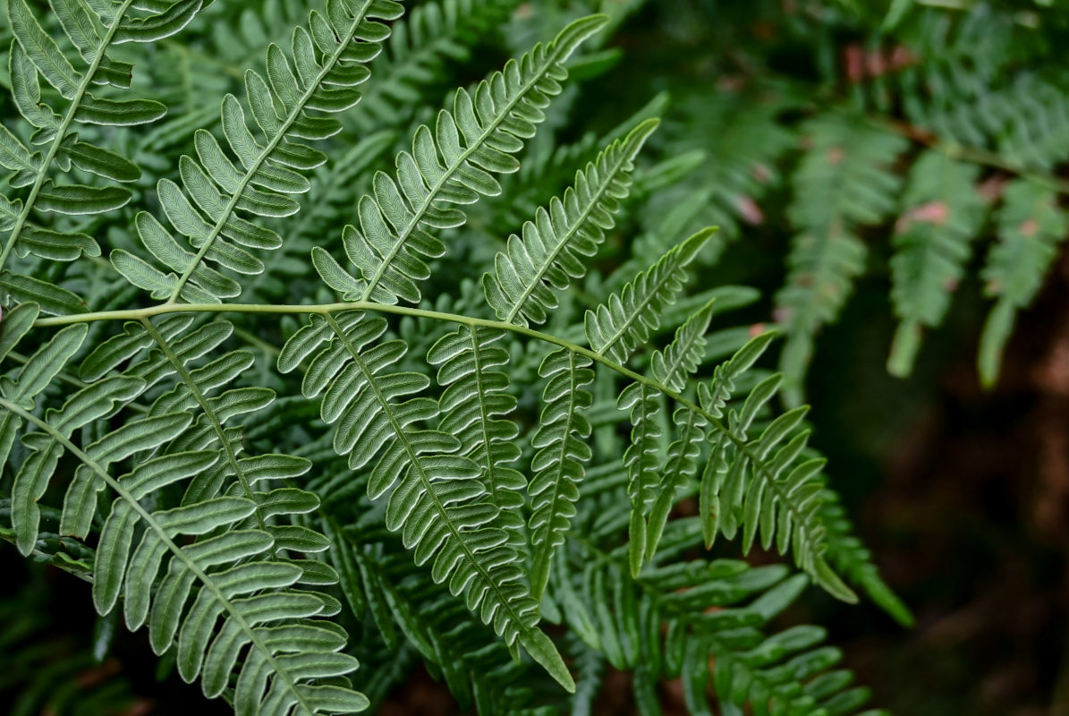 Image of Pteridium pinetorum specimen.