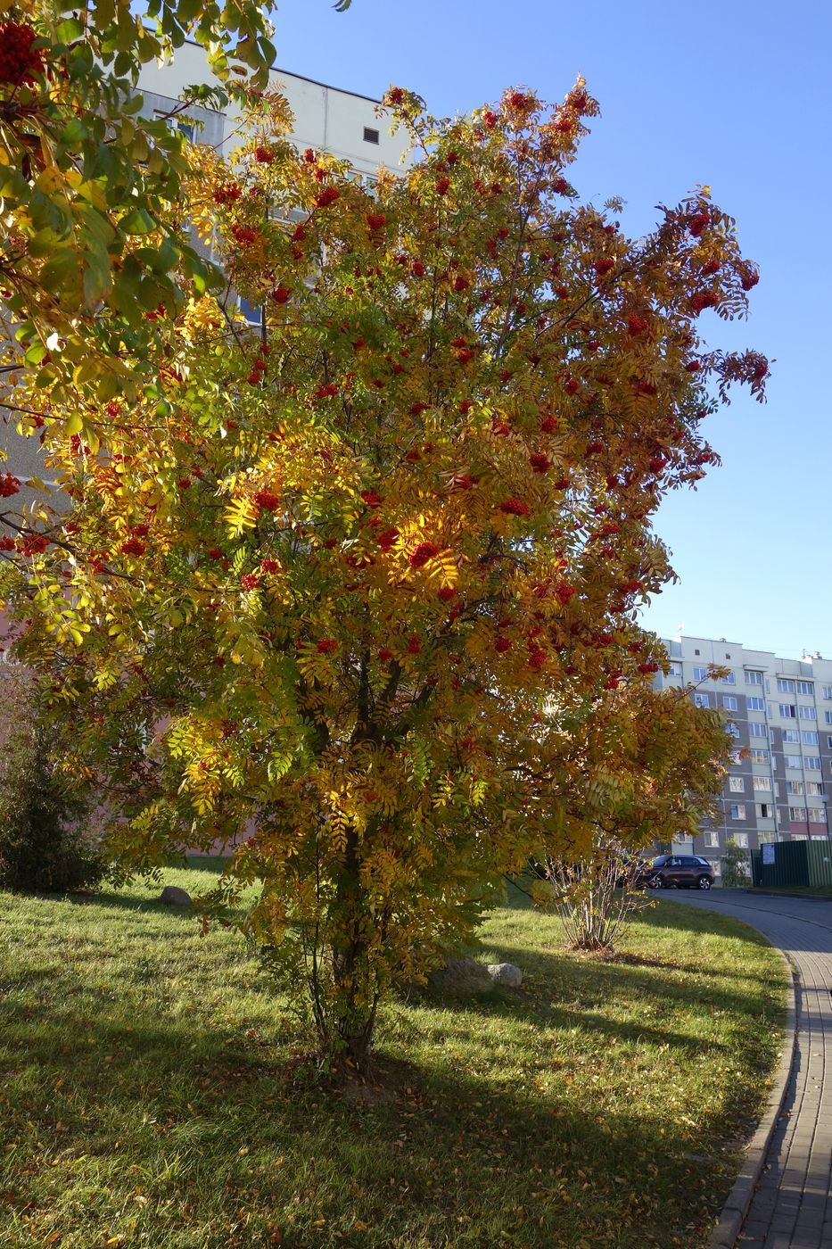 Изображение особи Sorbus aucuparia.