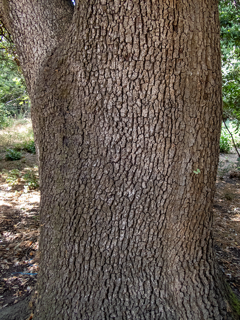 Image of Quercus ilex specimen.