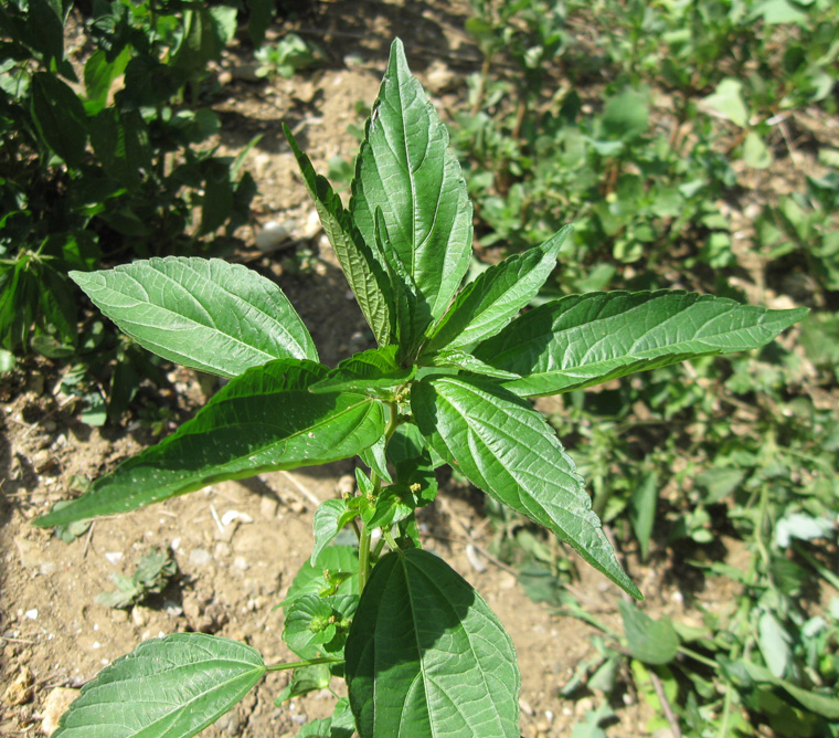 Изображение особи Acalypha australis.