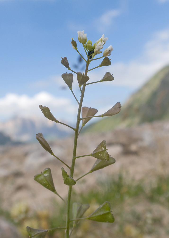 Изображение особи Capsella bursa-pastoris.