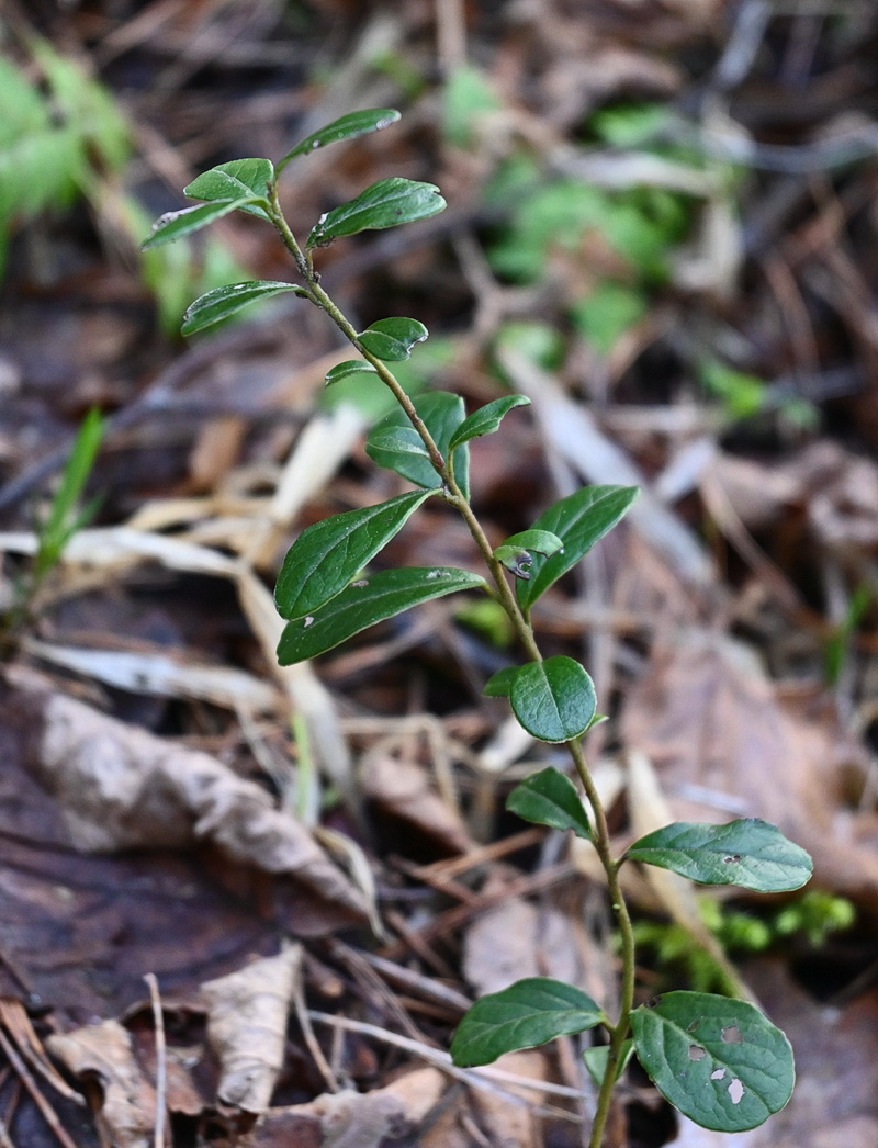 Image of Vaccinium vitis-idaea specimen.