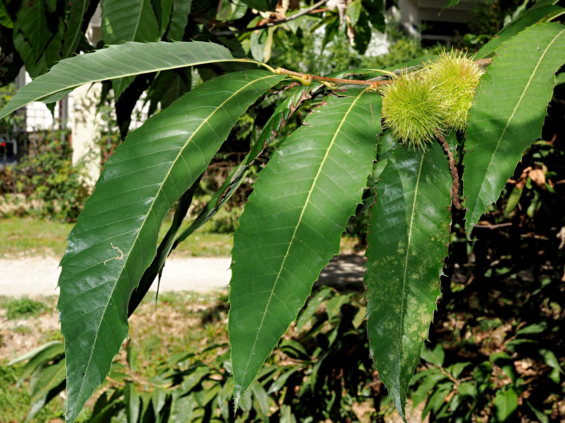Image of Castanea sativa specimen.