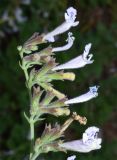 Lophanthus tschimganicus