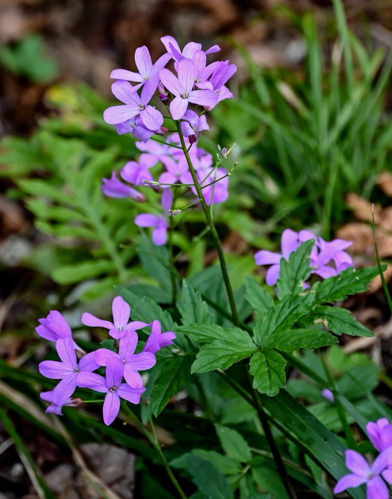 Изображение особи Cardamine quinquefolia.