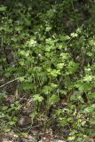 Geranium lucidum
