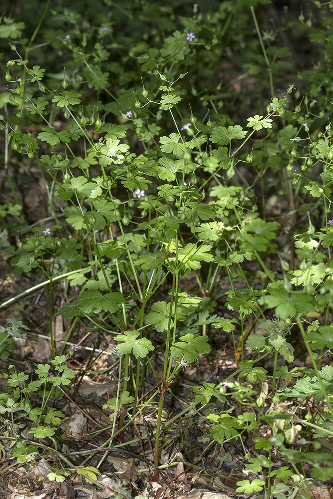 Изображение особи Geranium lucidum.
