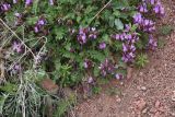 genus Astragalus
