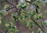 Euonymus europaeus. Часть ветви цветущего растения с питающейся тлёй. Московская обл., Раменский р-н, окр. дер. Хрипань, садовый участок. 18.05.2025.