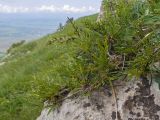 Rhamnus tortuosa