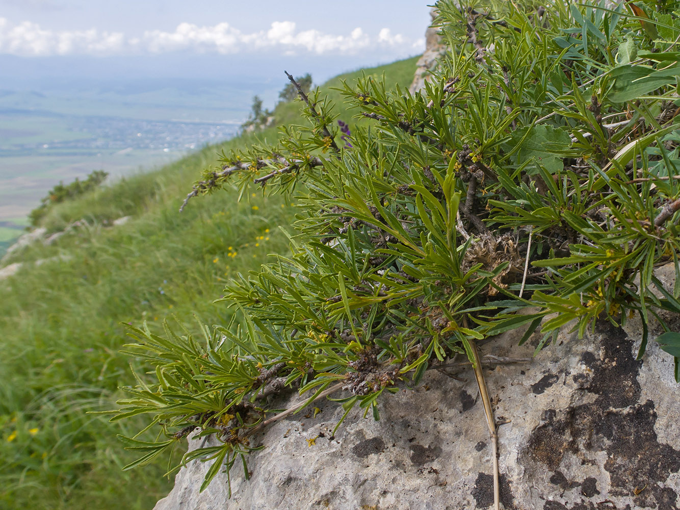 Изображение особи Rhamnus tortuosa.