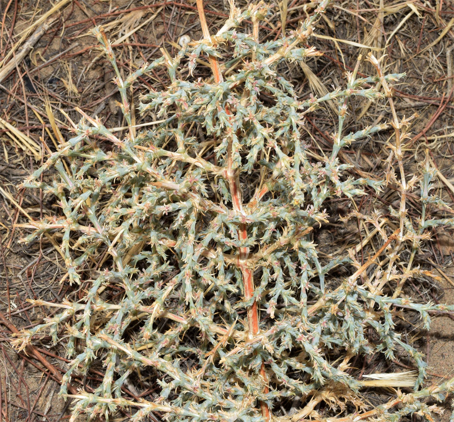 Image of Girgensohnia oppositiflora specimen.