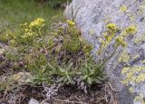 Biscutella valentina подвид pyrenaica. Цветущие растения в сообществе с вегетирующими Sempervivum tectorum. Испания, Каталония, пров. Жирона, комарка Рипольес, муниципалитет Сеткасес, окр. курорта \"Вальтер 2000\", ≈2300 м н.у.м., каменистый луг в долине р. Тер. 02.06.2024.