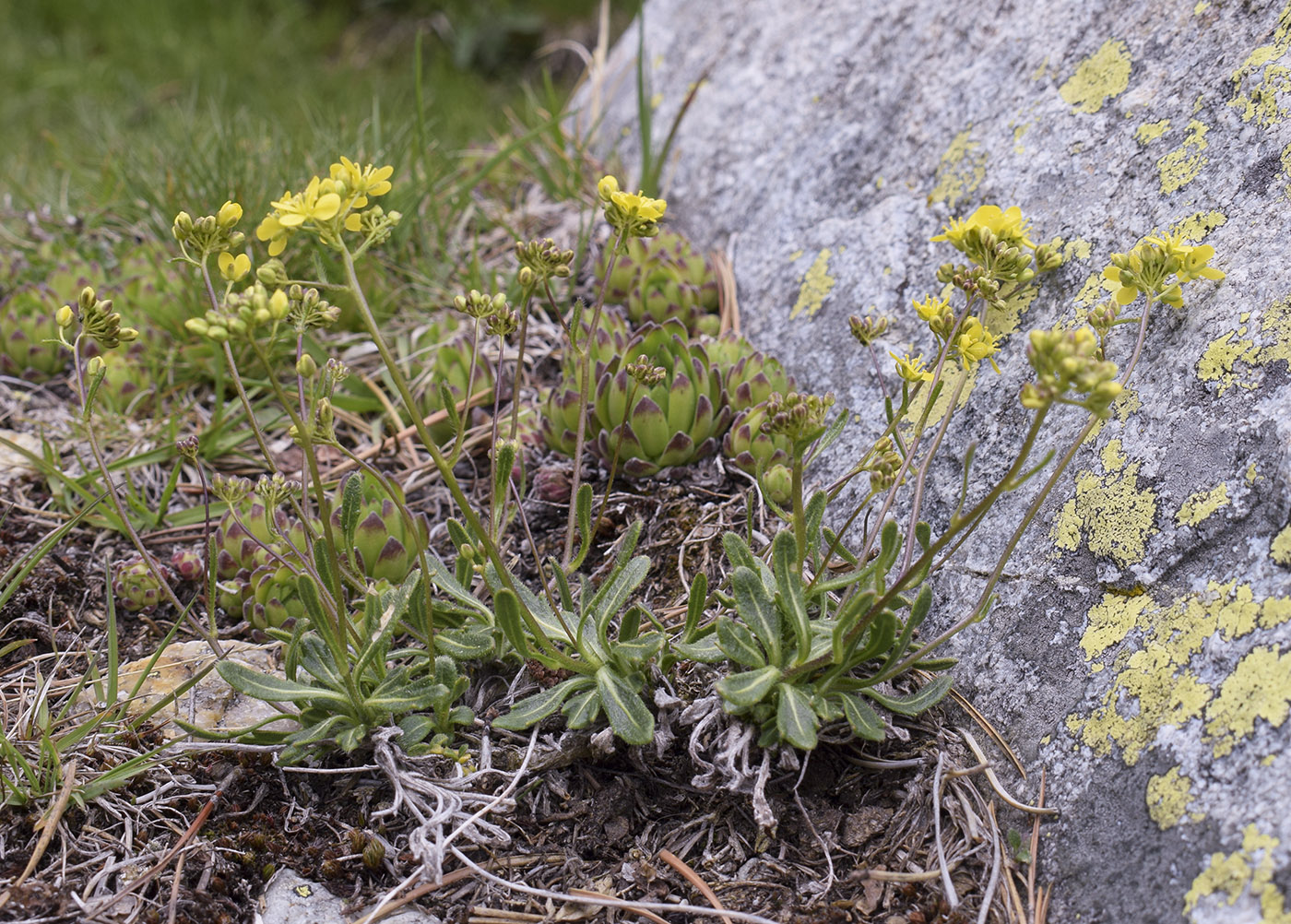 Изображение особи Biscutella valentina ssp. pyrenaica.
