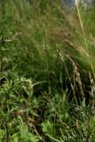 Agropyron pectinatum