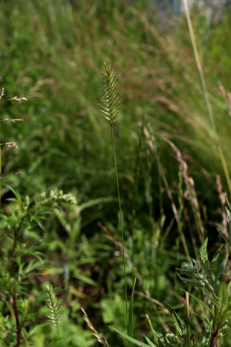 Image of Agropyron pectinatum specimen.