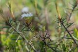 Ledum palustre