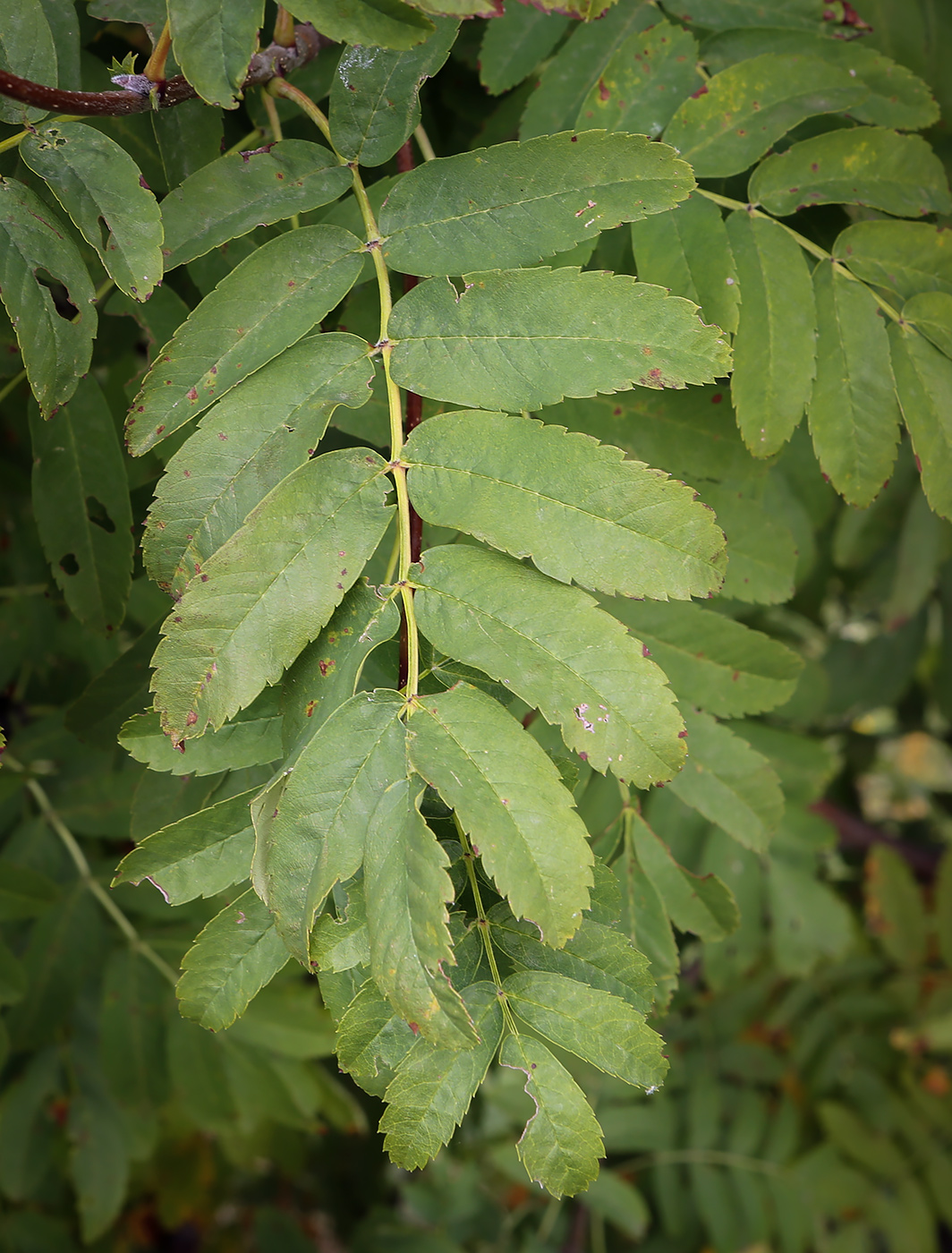 Image of Sorbus aucuparia specimen.